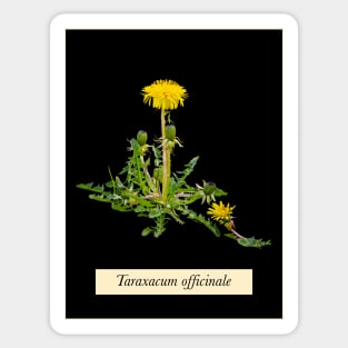 Dandelion Botanical Picture Sticker